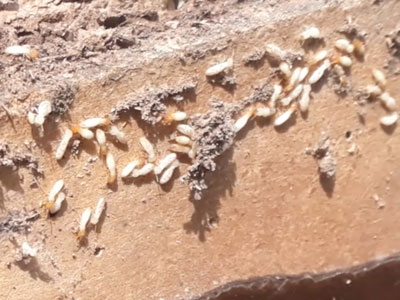 Termite Infestation